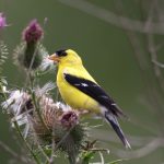 article image - american goldfinch